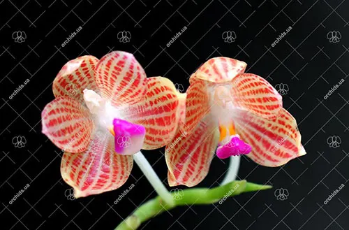 Phalaenopsis javanica