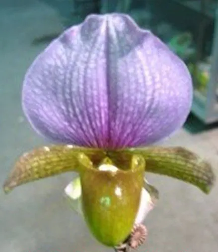 Paphiopedilum charlesworthii x sib