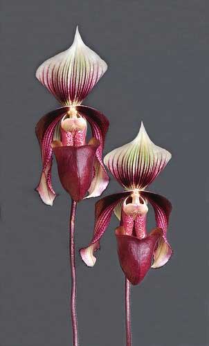 Paphiopedilum curtisii