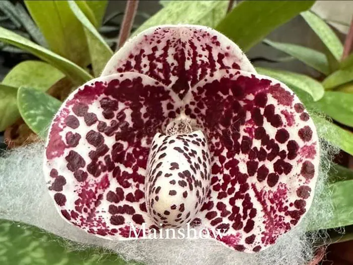 Paphiopedilum bellatulum 'Mainshow'
