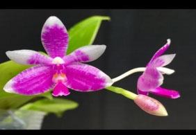 Phalaenopsis modesta