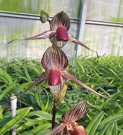 Paphiopedilum rothschildianum