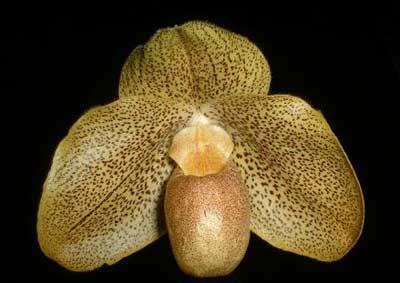 Paphiopedilum bellatulum x armeniacum