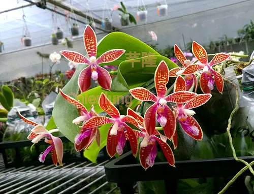 Phalaenopsis corningiana