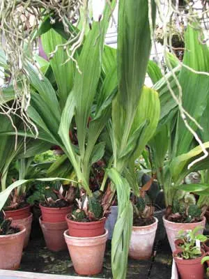 Lycaste Auburn x Highland Peak