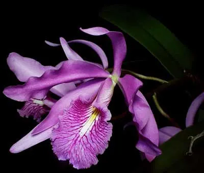 Cattleya maxima 'Selection Dunkel'