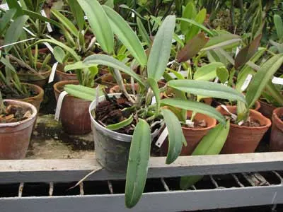 Cattleya maxima 'Selection Dunkel'