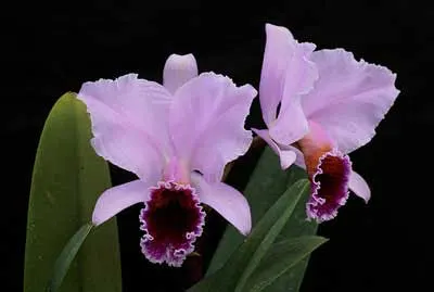 Cattleya percivaliana 'Karin'