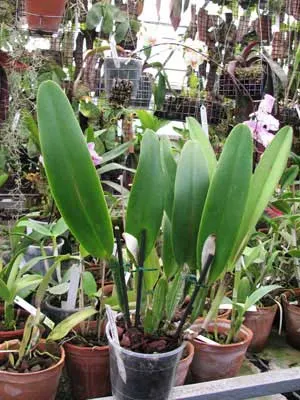 Cattleya percivaliana 'Karin'