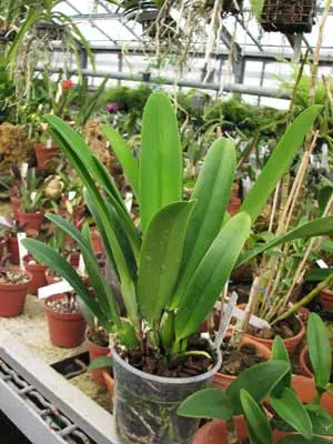 Cattleya maxima var. alba 'Queen Silvia' x Cattleya labiata var. alba 'Knabe'