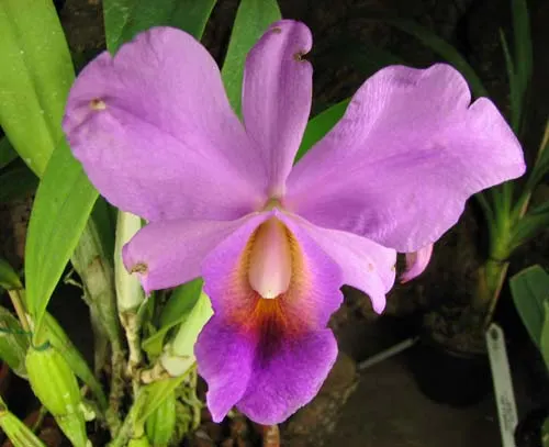 Cattleya percivaliana 'Jewel' x Cattleya walkeriana