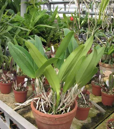 Cattleya percivaliana 'Jewel' x Cattleya walkeriana