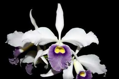 Laelia purpurata var. werkhäuseri x Cattleya warneri var. coerulea