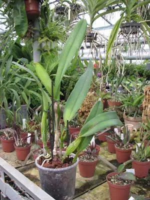 Laelia purpurata var. werkhäuseri x Cattleya warneri var. coerulea