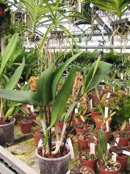Brassocattleya Tokyo (Rhyncholaelia digbyana x Cattleya Dupreana)