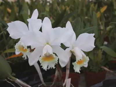 Cattleya Arctic Star Snow Queen