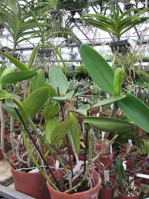 Cattleya Arctic Star Snow Queen