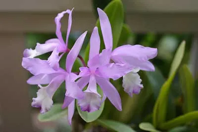 Cattleya Belairensis