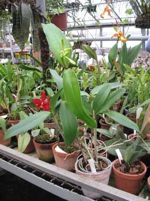 Cattleya Belairensis