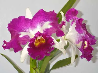 Laeliocattleya White Spark 'Fire Cat'