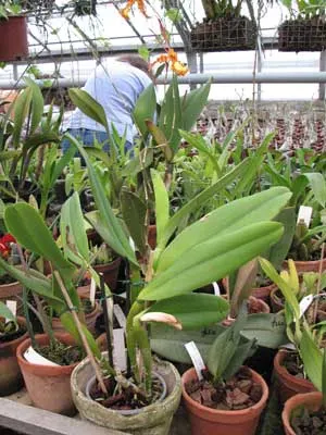Laeliocattleya White Spark 'Fire Cat'
