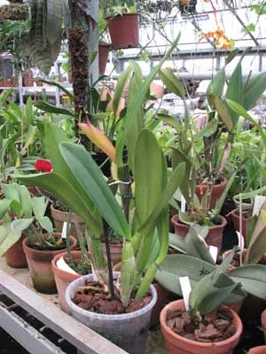 Cattleya lueddemanniana 'Jumara x Ingrid'