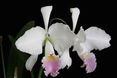 Cattleya trianae f. amesiana 'Goliath'