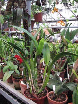 Cattleya trianae f. amesiana 'Goliath'