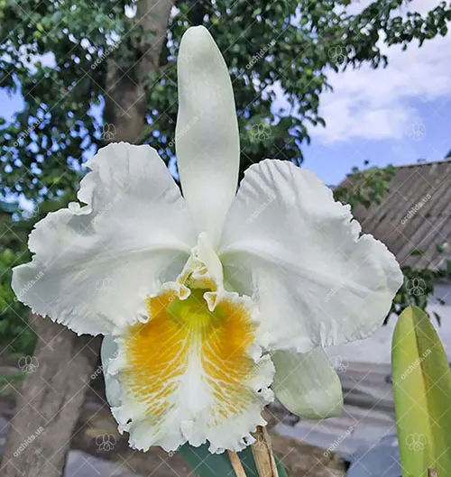 Cattleya mossiae var wagneri