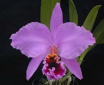 Cattleya percivaliana 'Dunkel'