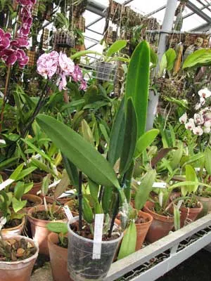 Cattleya percivaliana 'Dunkel'