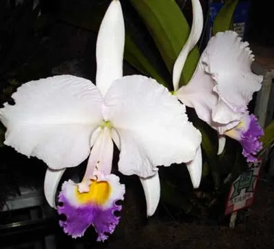 Cattleya trianae alba x coerulea
