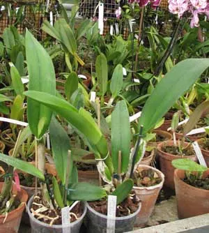 Cattleya trianae alba x coerulea