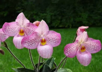 Paphiopedilum Magic Lantern (micranthum x delenatii)
