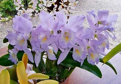 Cattleya Sea Breeze 'Fellraths Pride'