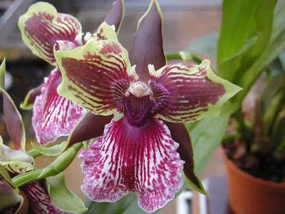 Zygopetalum Rhein Harlequin 'Cappuccino'