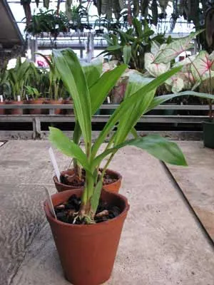 Zygopetalum Rhein Harlequin 'Cappuccino'