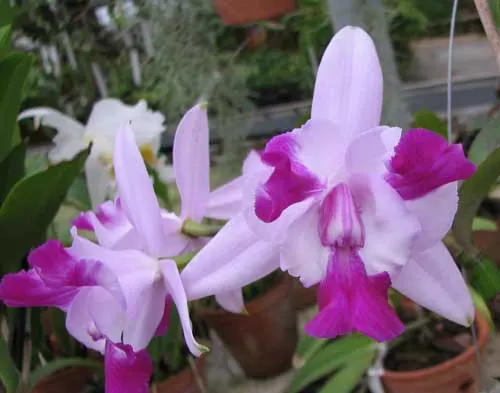 Cattleya intermedia aquinii x Cattleya walkeriana