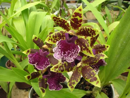 Zygopetalum hybrid 'Green'