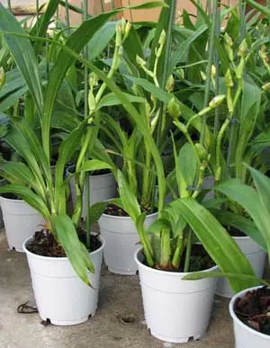 Zygopetalum hybrid 'Green'