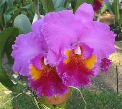 Brassolaeliocattleya Wang Torn x Cattleya Tiffin Bell