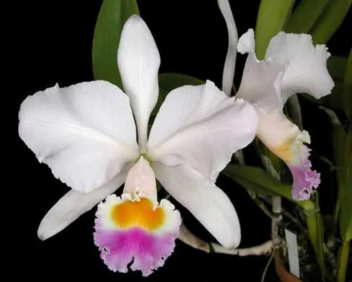 Cattleya trianae \'Pink Gem\'