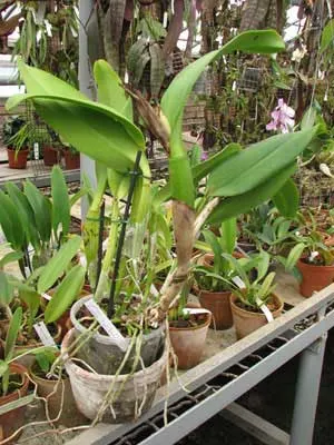 Cattleya trianae \'Pink Gem\'