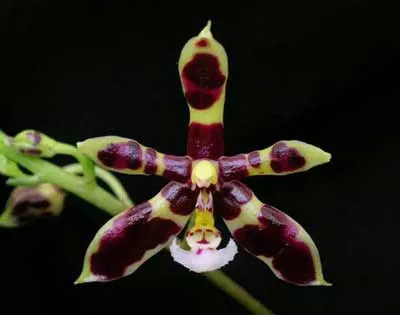 Phalaenopsis manii 'Black' x self
