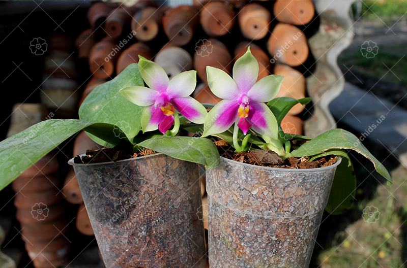 Phalaenopsis bellina AL