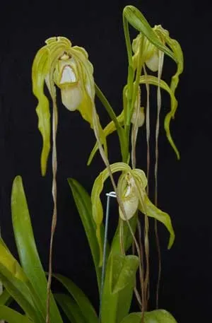 Phragmipedium wallisii