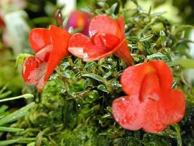 Dendrobium agathodaemonis