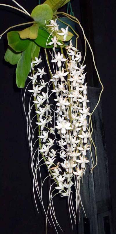 Aerangis ellisii