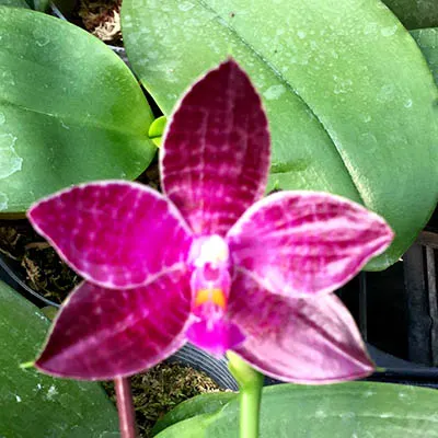 Phalaenopsis lueddemanniana 'Dark Red'