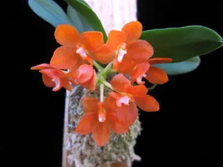 Ceratocentron fesselii x Tuberolabium kotoense